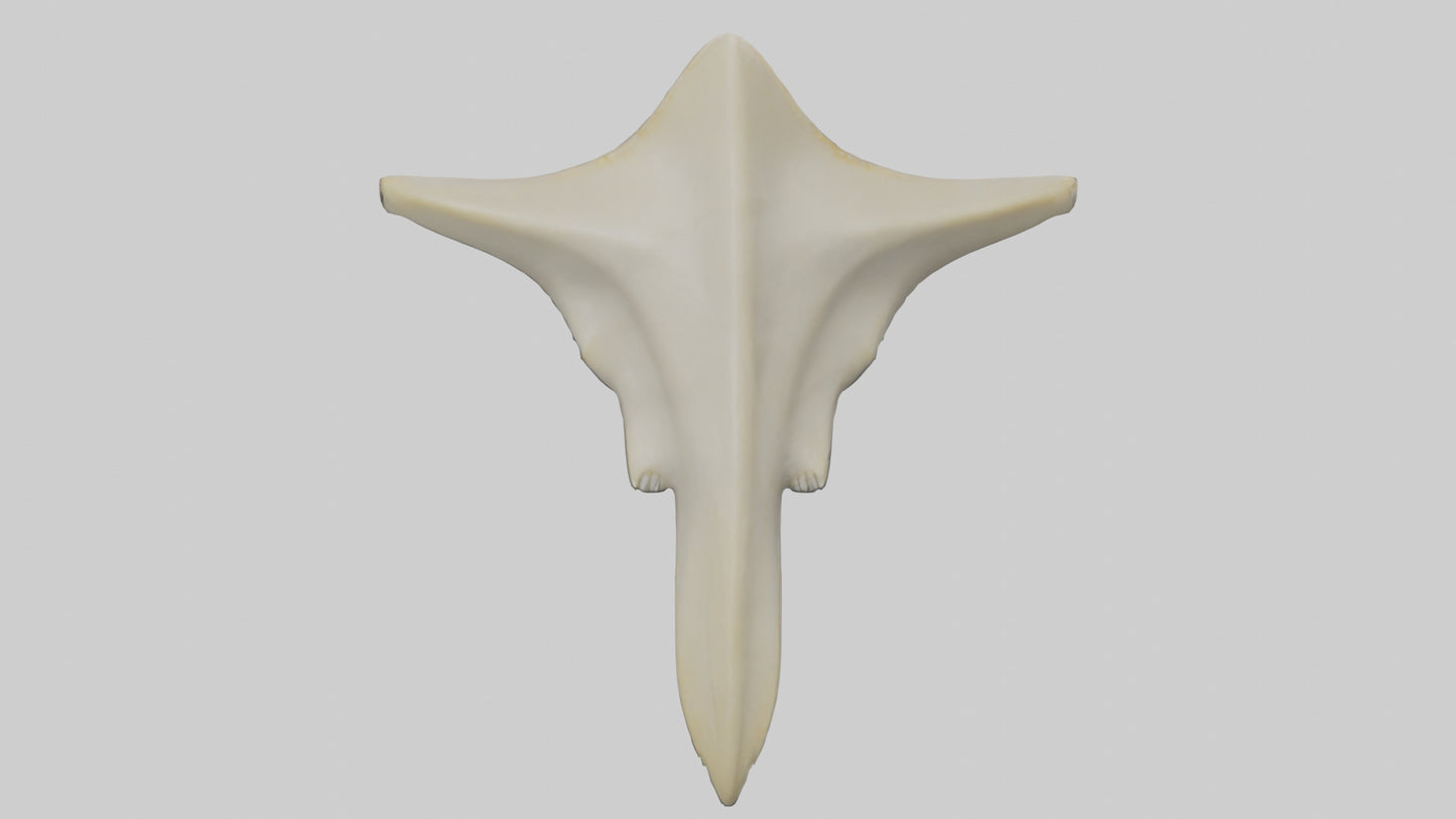 Hammerhead Shark Teeth Model VR / AR / low-poly