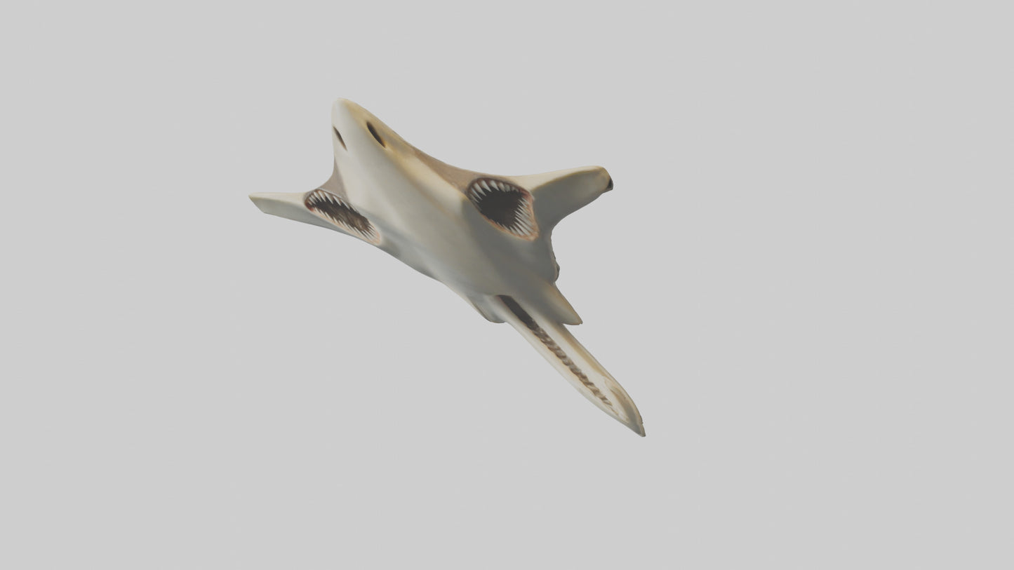 Hammerhead Shark Teeth Model VR / AR / low-poly