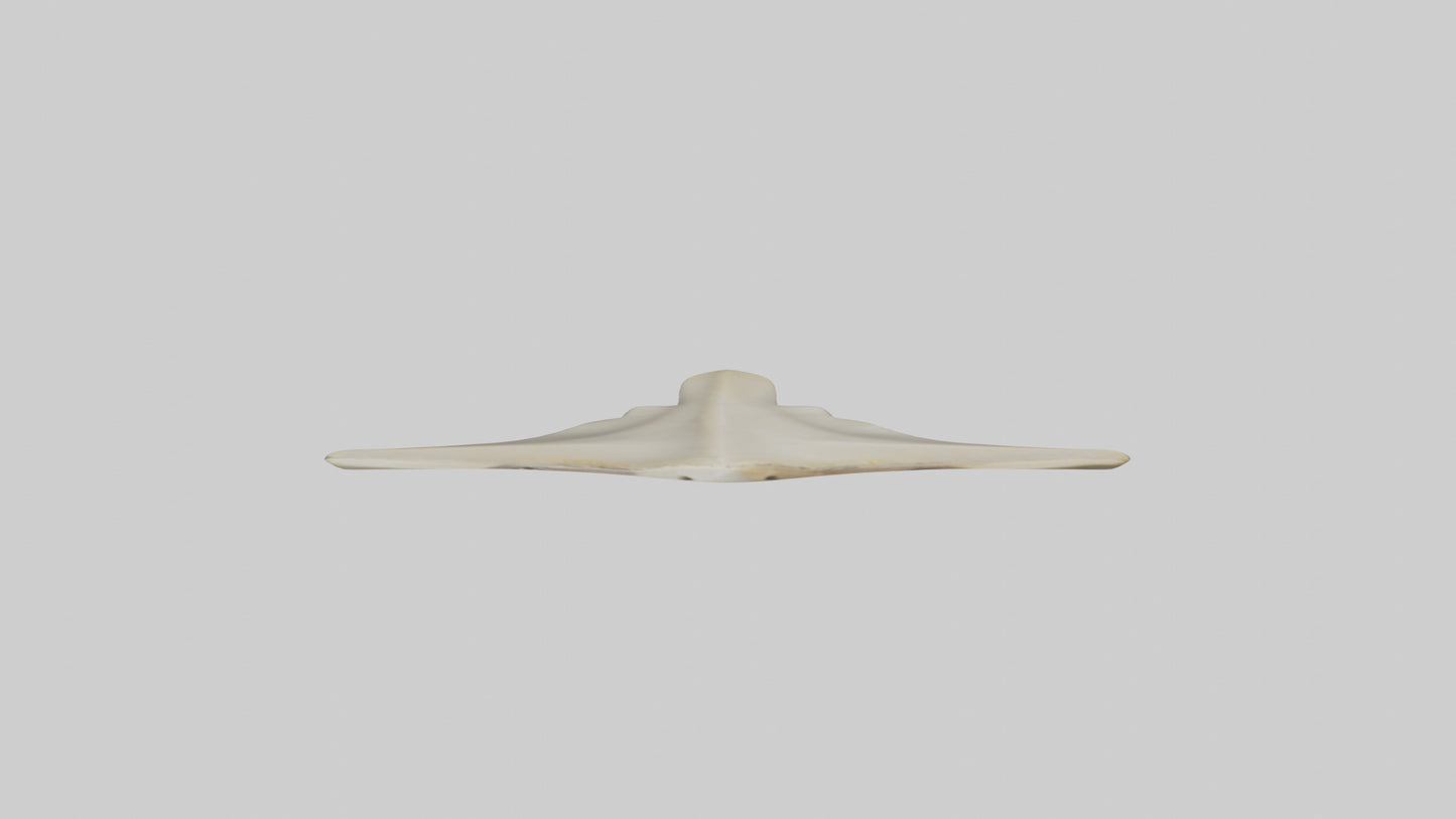Hammerhead Shark Teeth Model VR / AR / low-poly
