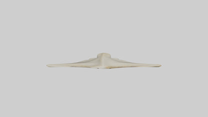 Hammerhead Shark Teeth Model VR / AR / low-poly
