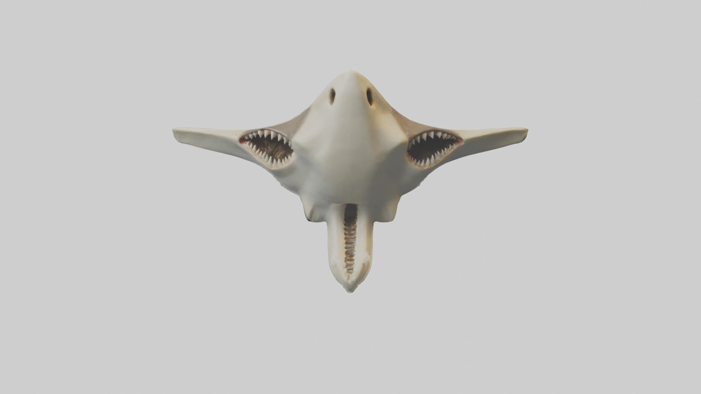 Hammerhead Shark Teeth Model VR / AR / low-poly