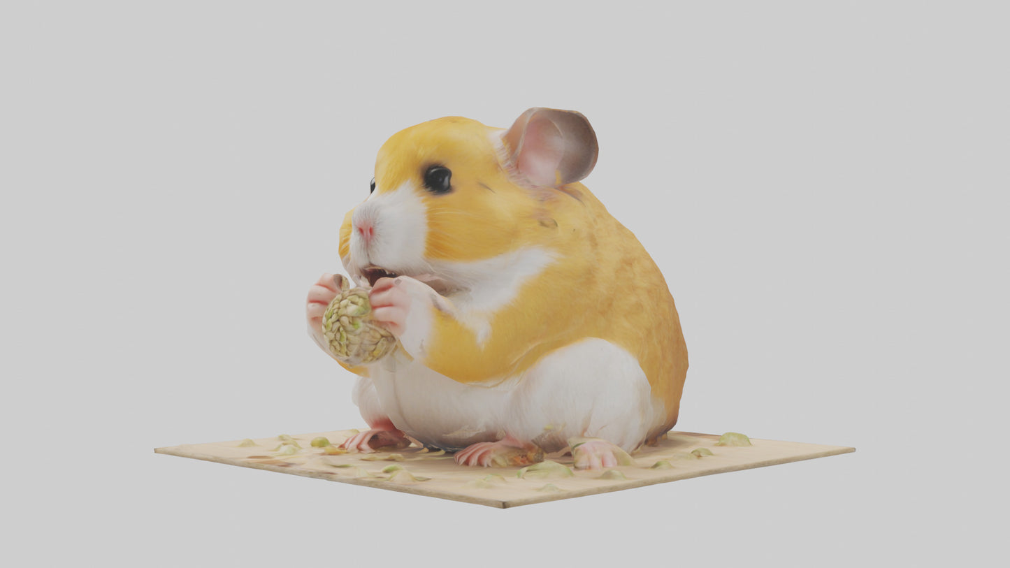 3D model Hamster eating seeds model VR / AR / low-poly