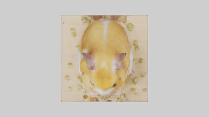 3D model Hamster eating seeds model VR / AR / low-poly