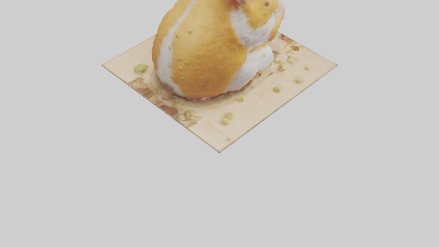 3D model Hamster eating seeds model VR / AR / low-poly