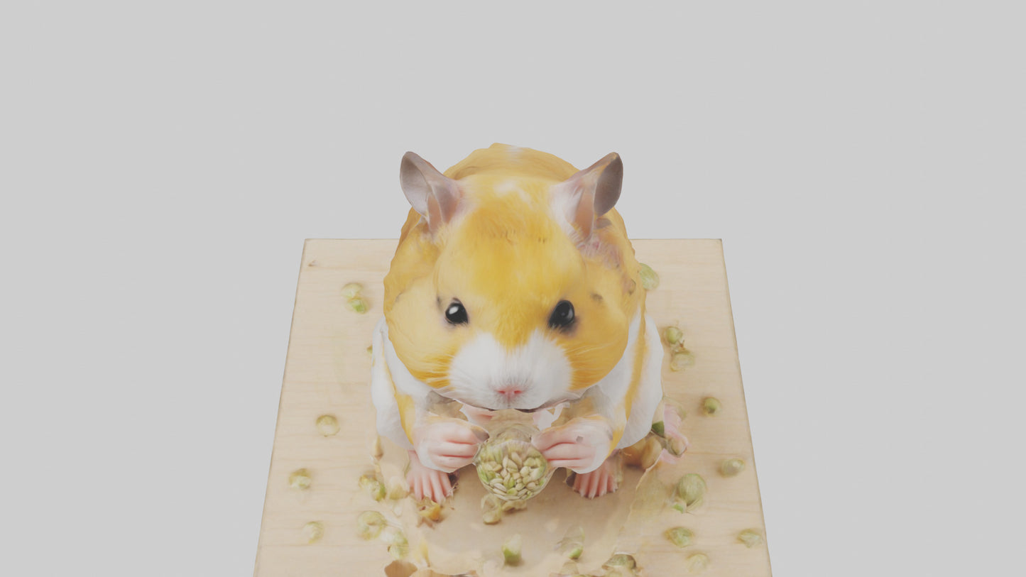 3D model Hamster eating seeds model VR / AR / low-poly