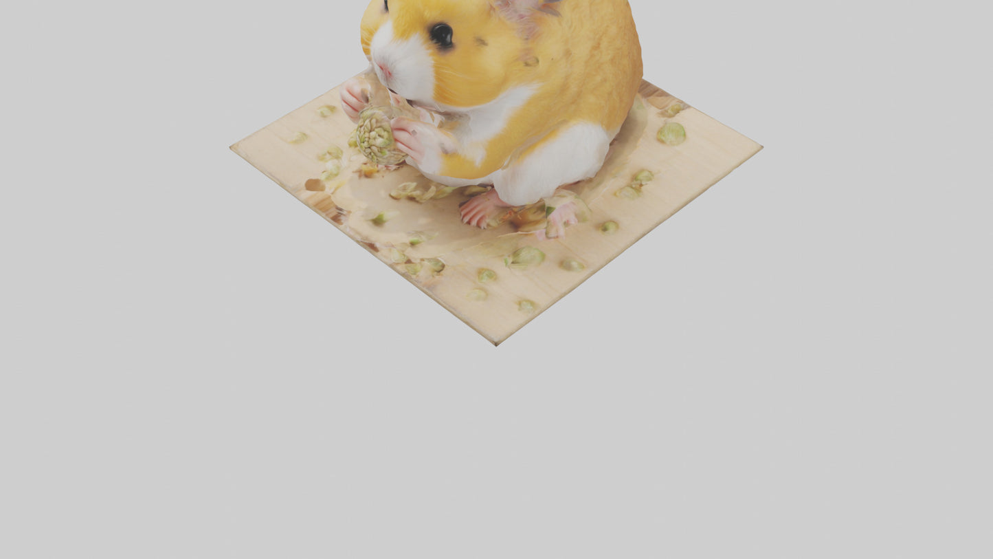 3D model Hamster eating seeds model VR / AR / low-poly