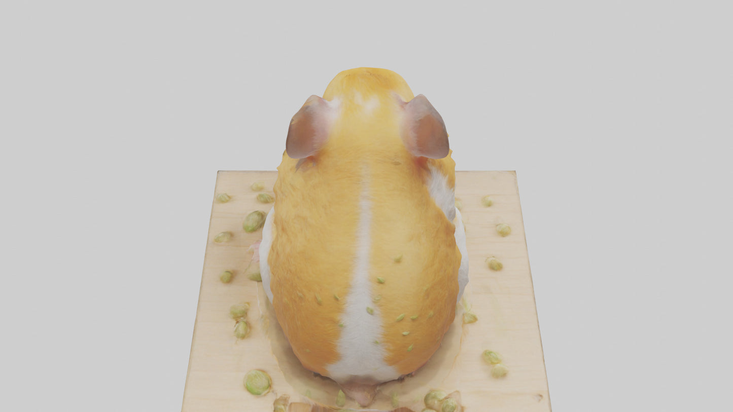 3D model Hamster eating seeds model VR / AR / low-poly