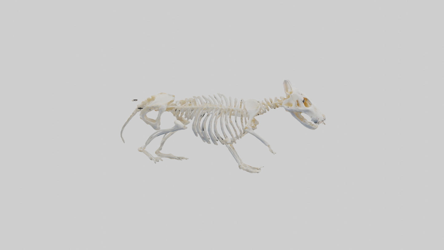 3D model Hamster Skeleton model VR / AR / low-poly