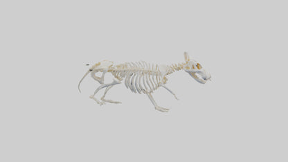 3D model Hamster Skeleton model VR / AR / low-poly