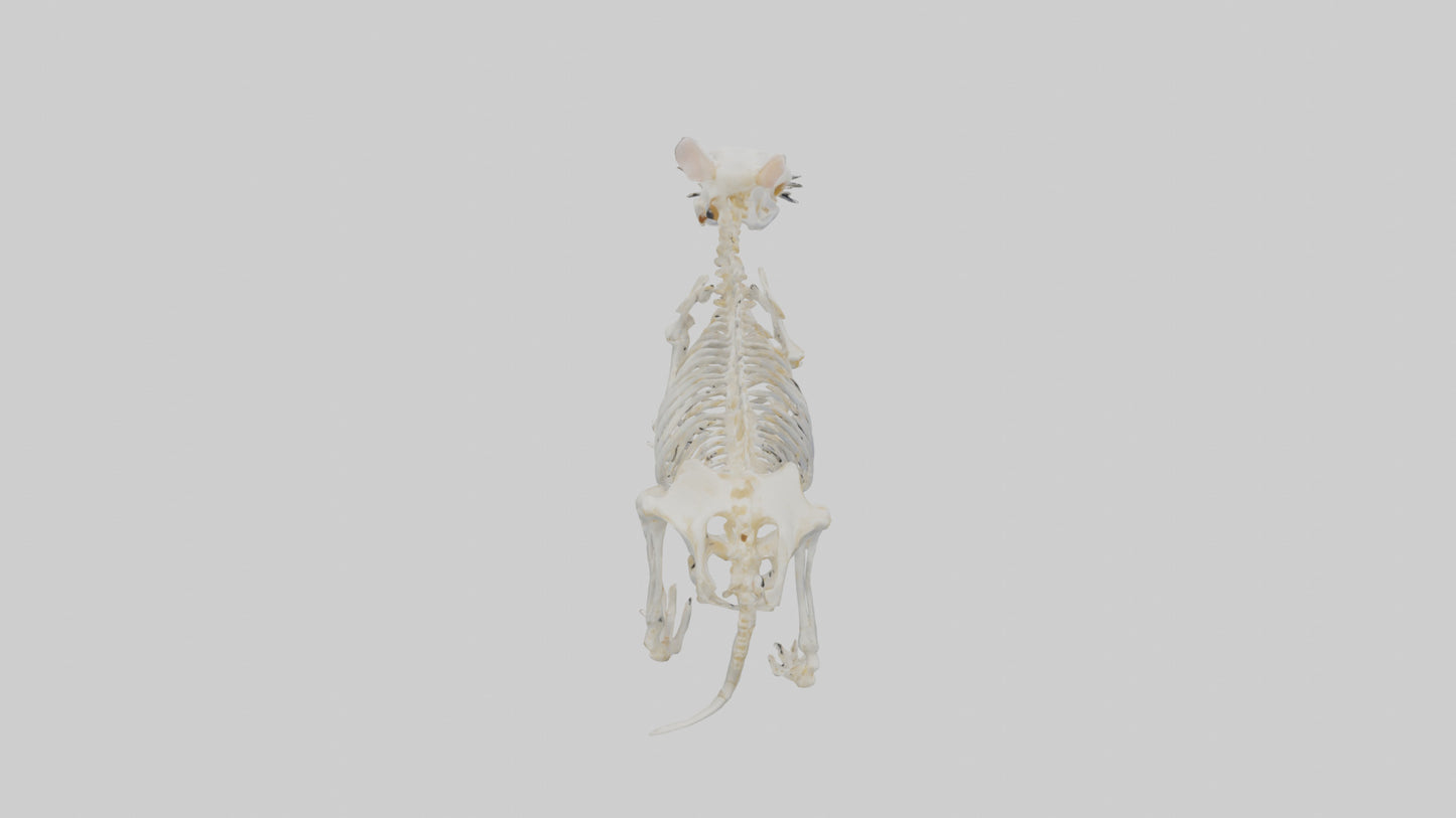 3D model Hamster Skeleton model VR / AR / low-poly