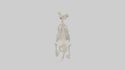 3D model Hamster Skeleton model VR / AR / low-poly