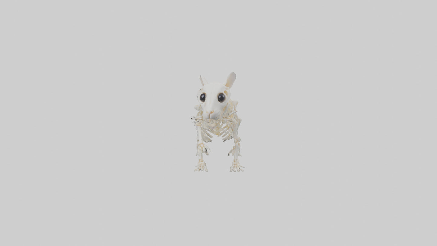 3D model Hamster Skeleton model VR / AR / low-poly