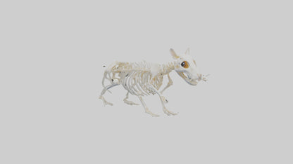 3D model Hamster Skeleton model VR / AR / low-poly