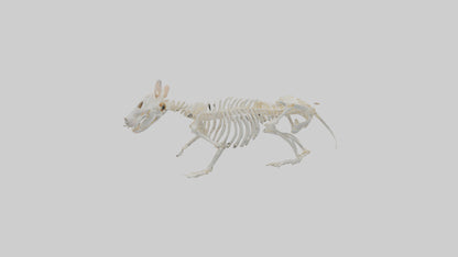 3D model Hamster Skeleton model VR / AR / low-poly