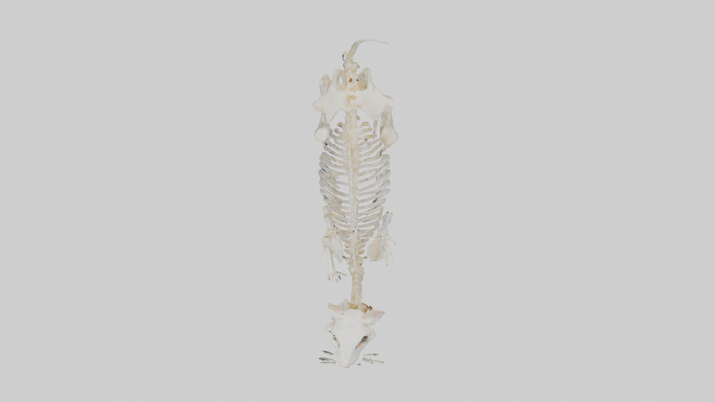 3D model Hamster Skeleton model VR / AR / low-poly