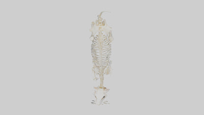 3D model Hamster Skeleton model VR / AR / low-poly