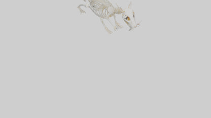 3D model Hamster Skeleton model VR / AR / low-poly