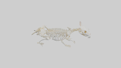 3D model Hamster Skeleton model VR / AR / low-poly