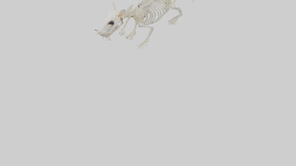 3D model Hamster Skeleton model VR / AR / low-poly