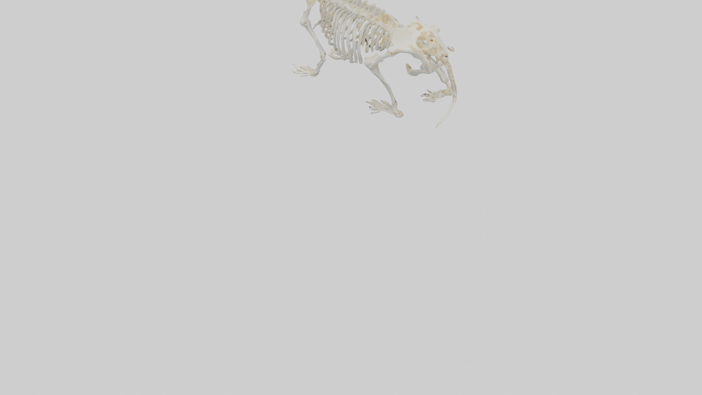 3D model Hamster Skeleton model VR / AR / low-poly