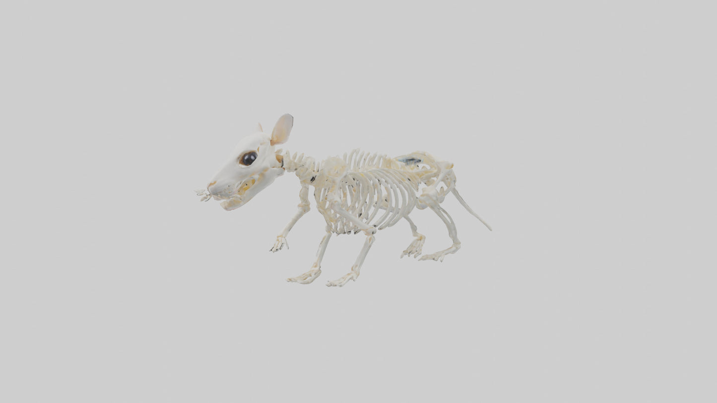 3D model Hamster Skeleton model VR / AR / low-poly