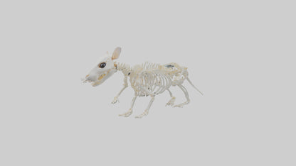 3D model Hamster Skeleton model VR / AR / low-poly