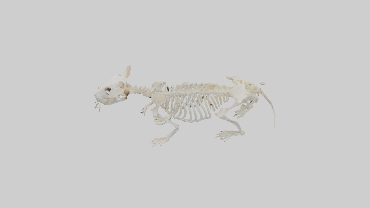 3D model Hamster Skeleton model VR / AR / low-poly
