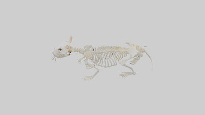 3D model Hamster Skeleton model VR / AR / low-poly