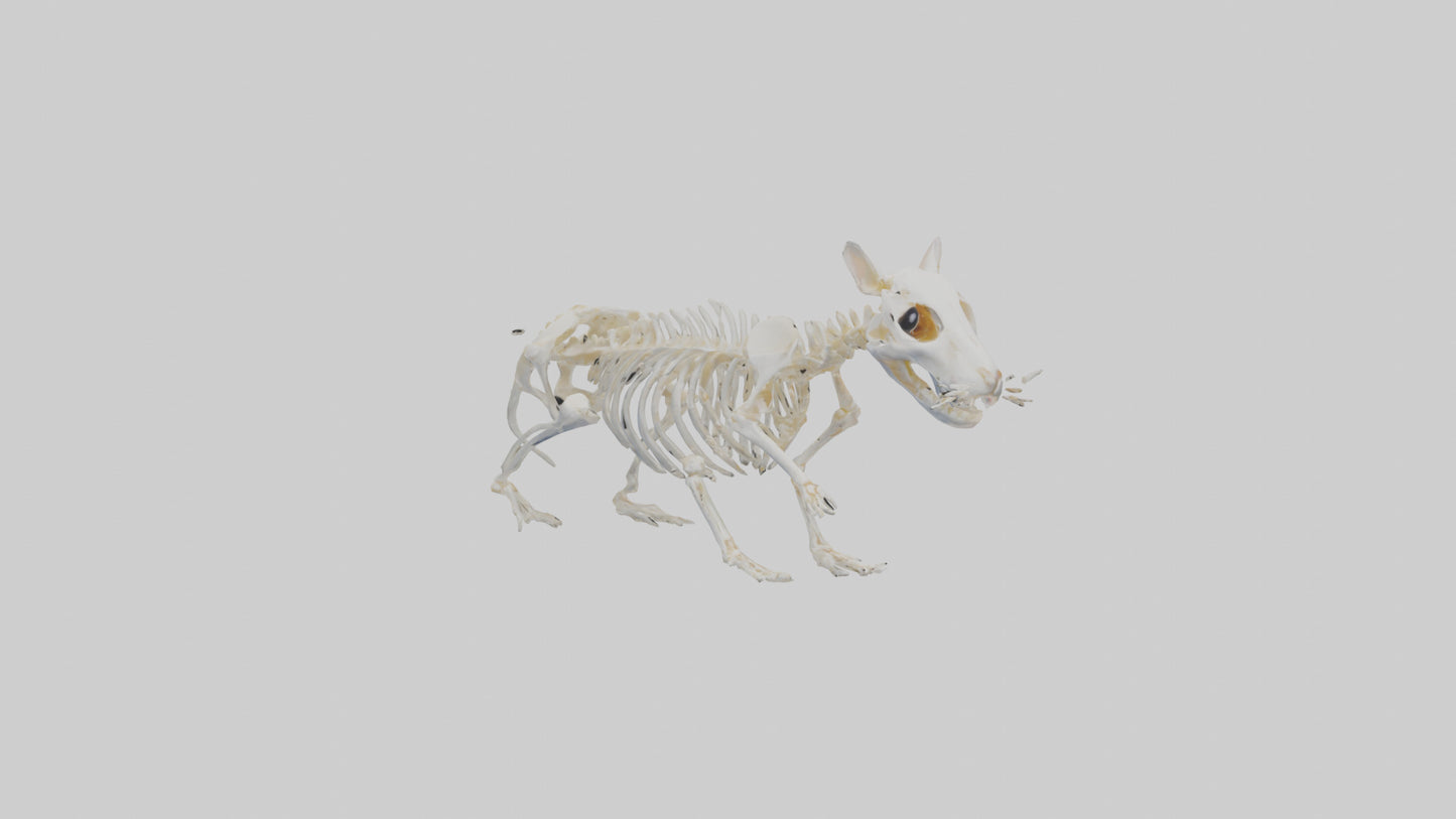 3D model Hamster Skeleton model VR / AR / low-poly