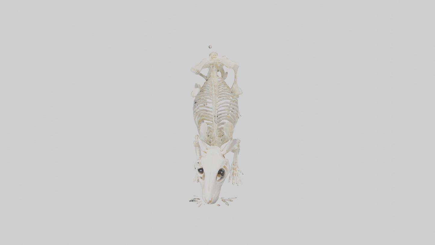 3D model Hamster Skeleton model VR / AR / low-poly