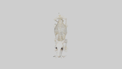 3D model Hamster Skeleton model VR / AR / low-poly