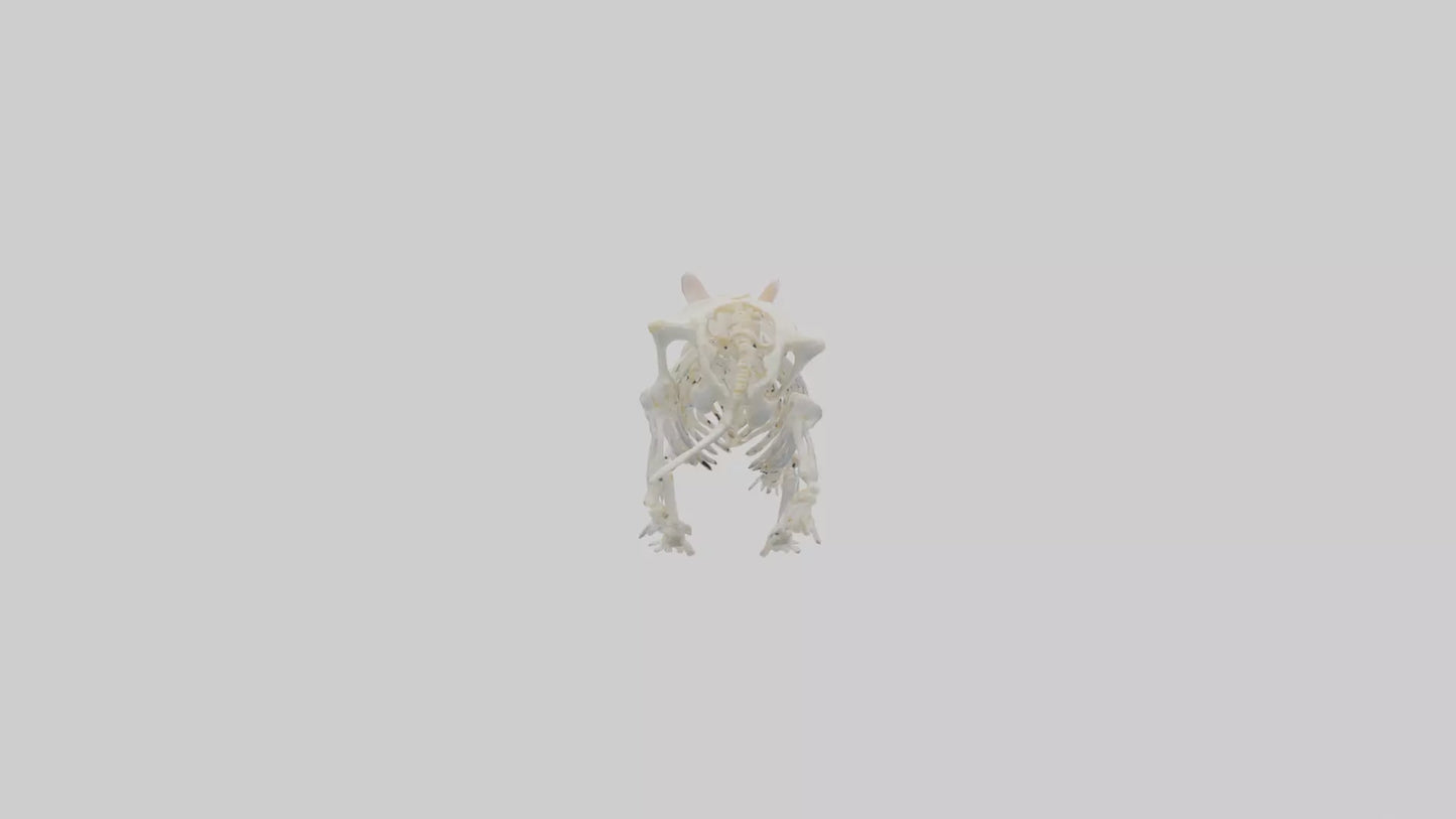 3D model Hamster Skeleton model VR / AR / low-poly