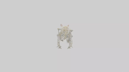 3D model Hamster Skeleton model VR / AR / low-poly