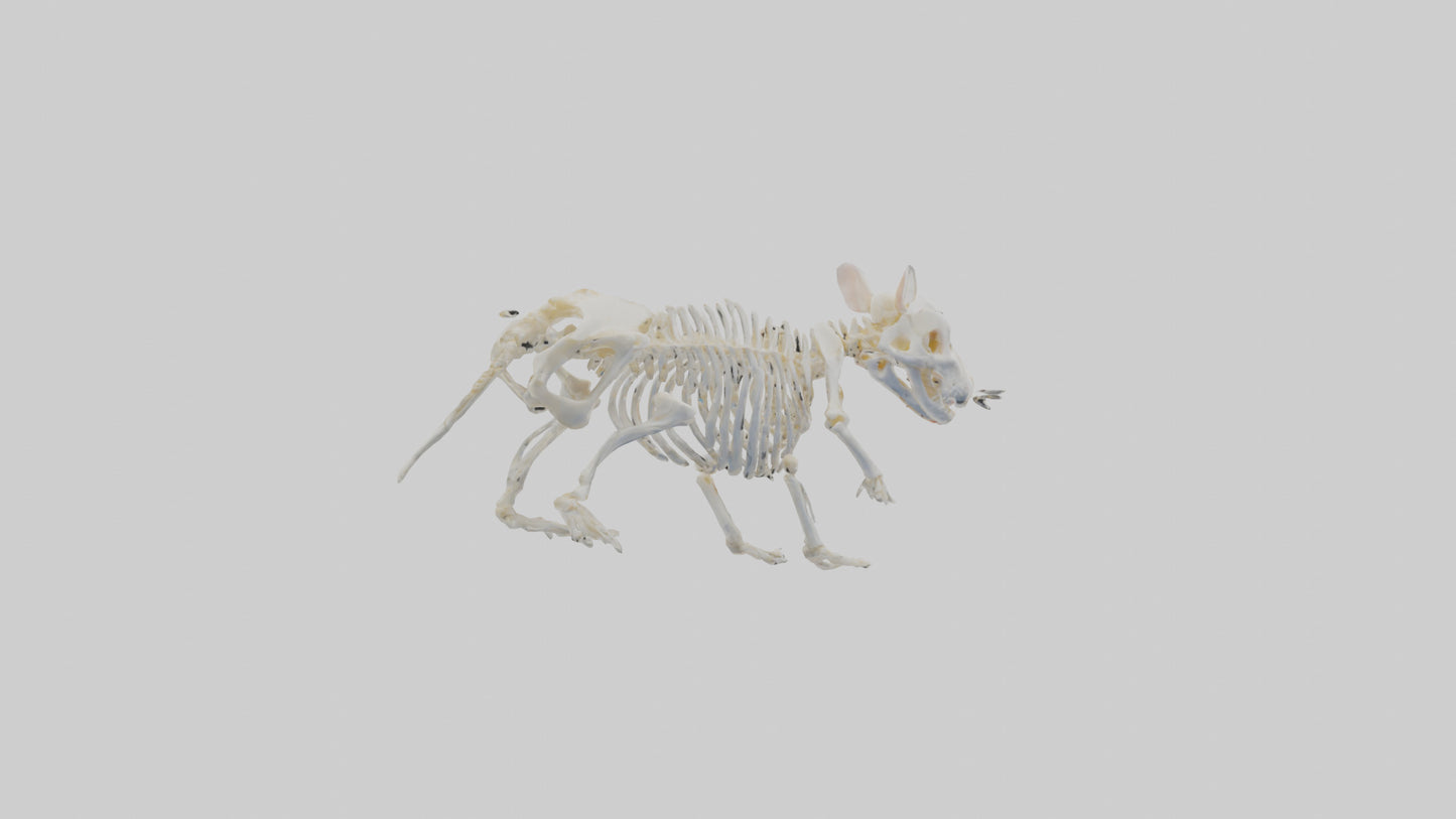 3D model Hamster Skeleton model VR / AR / low-poly