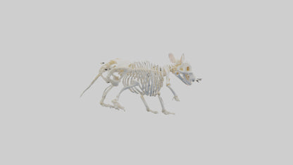 3D model Hamster Skeleton model VR / AR / low-poly