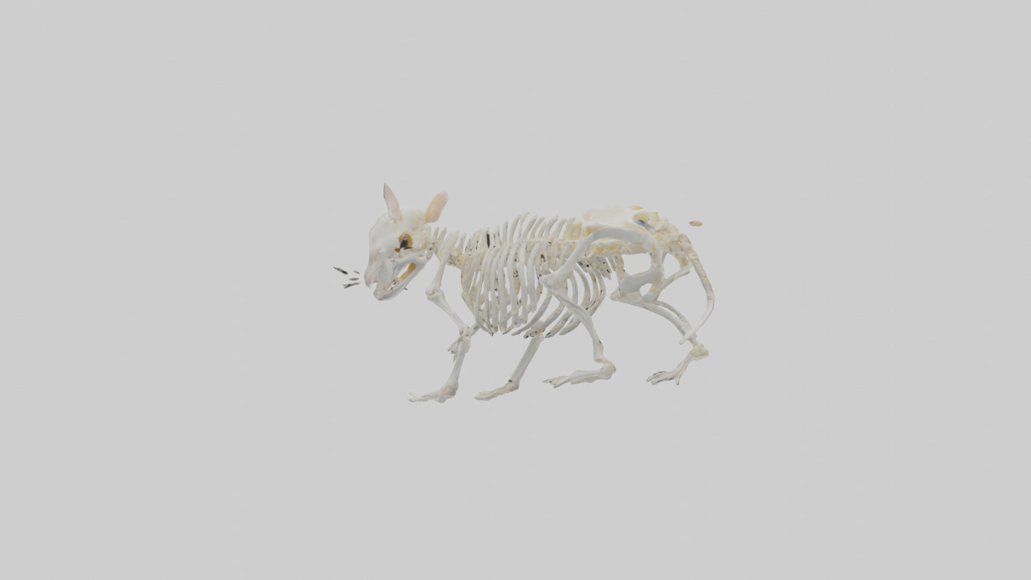 3D model Hamster Skeleton model VR / AR / low-poly