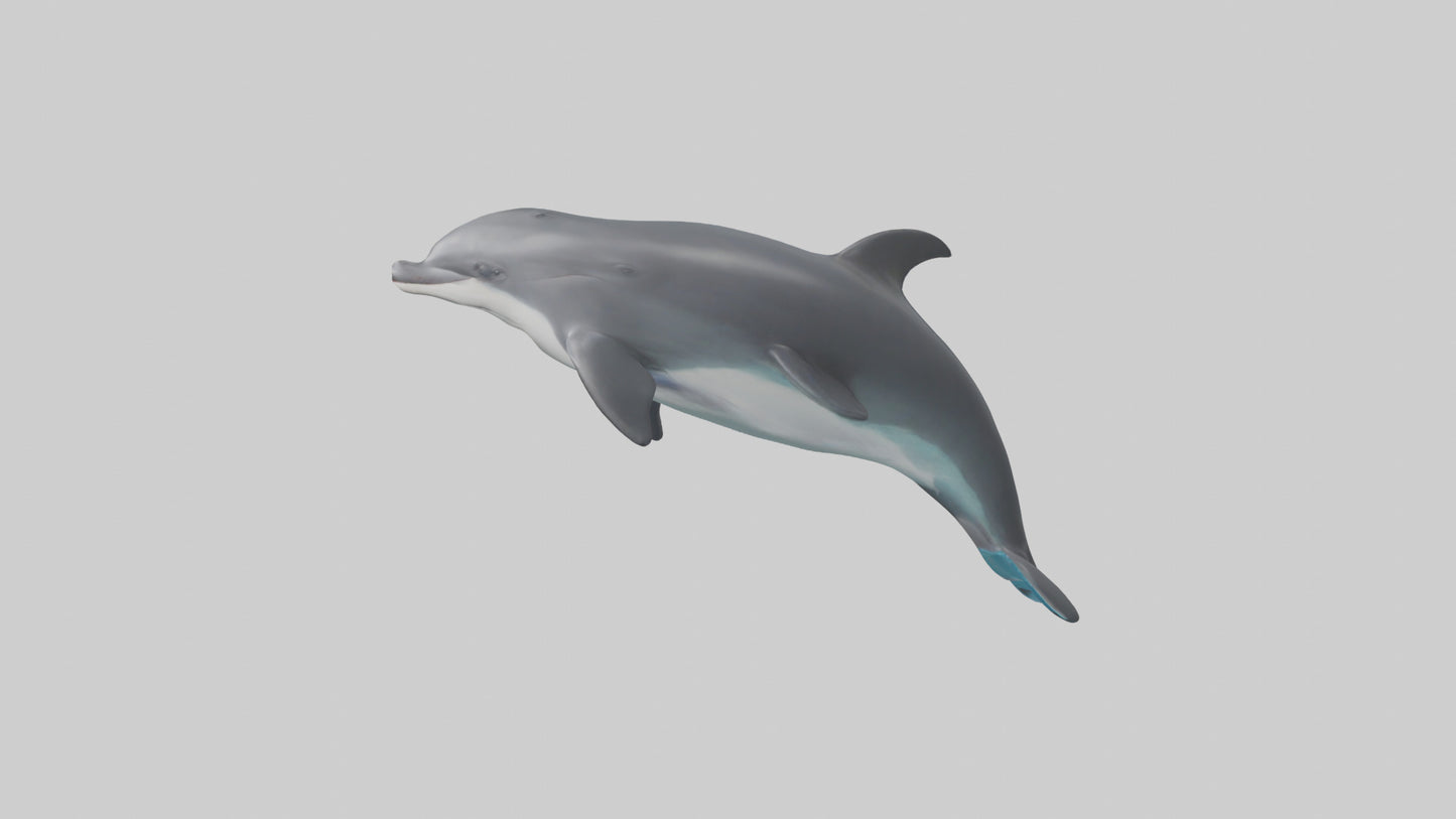 3D model Harbor Porpoise jumping model VR / AR / low-poly