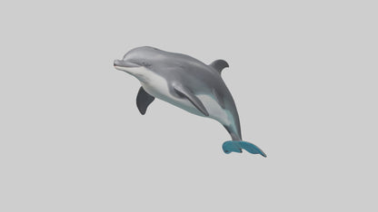 3D model Harbor Porpoise jumping model VR / AR / low-poly