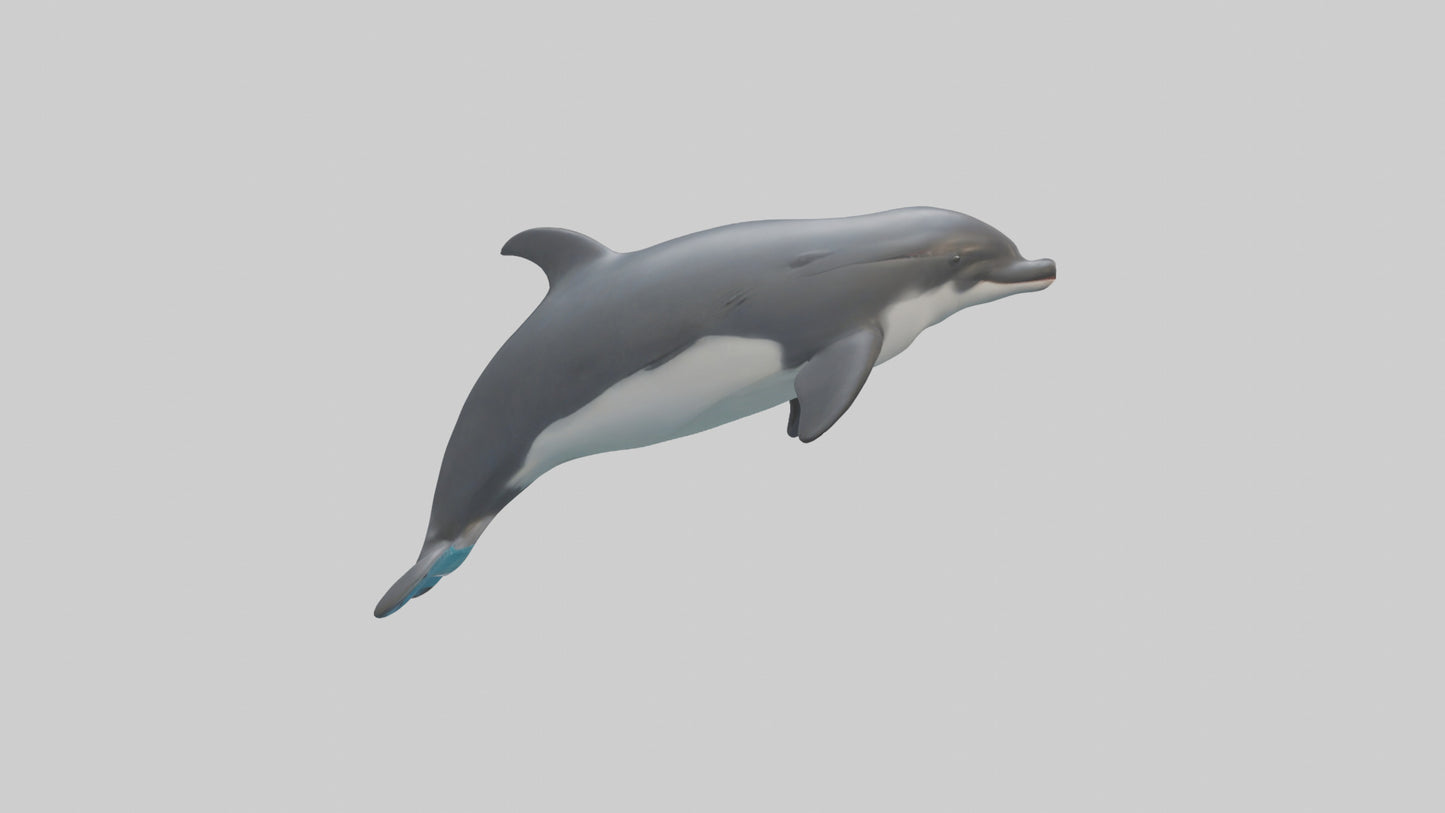 3D model Harbor Porpoise jumping model VR / AR / low-poly