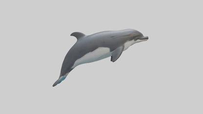 3D model Harbor Porpoise jumping model VR / AR / low-poly