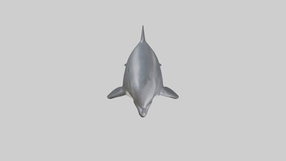 3D model Harbor Porpoise jumping model VR / AR / low-poly