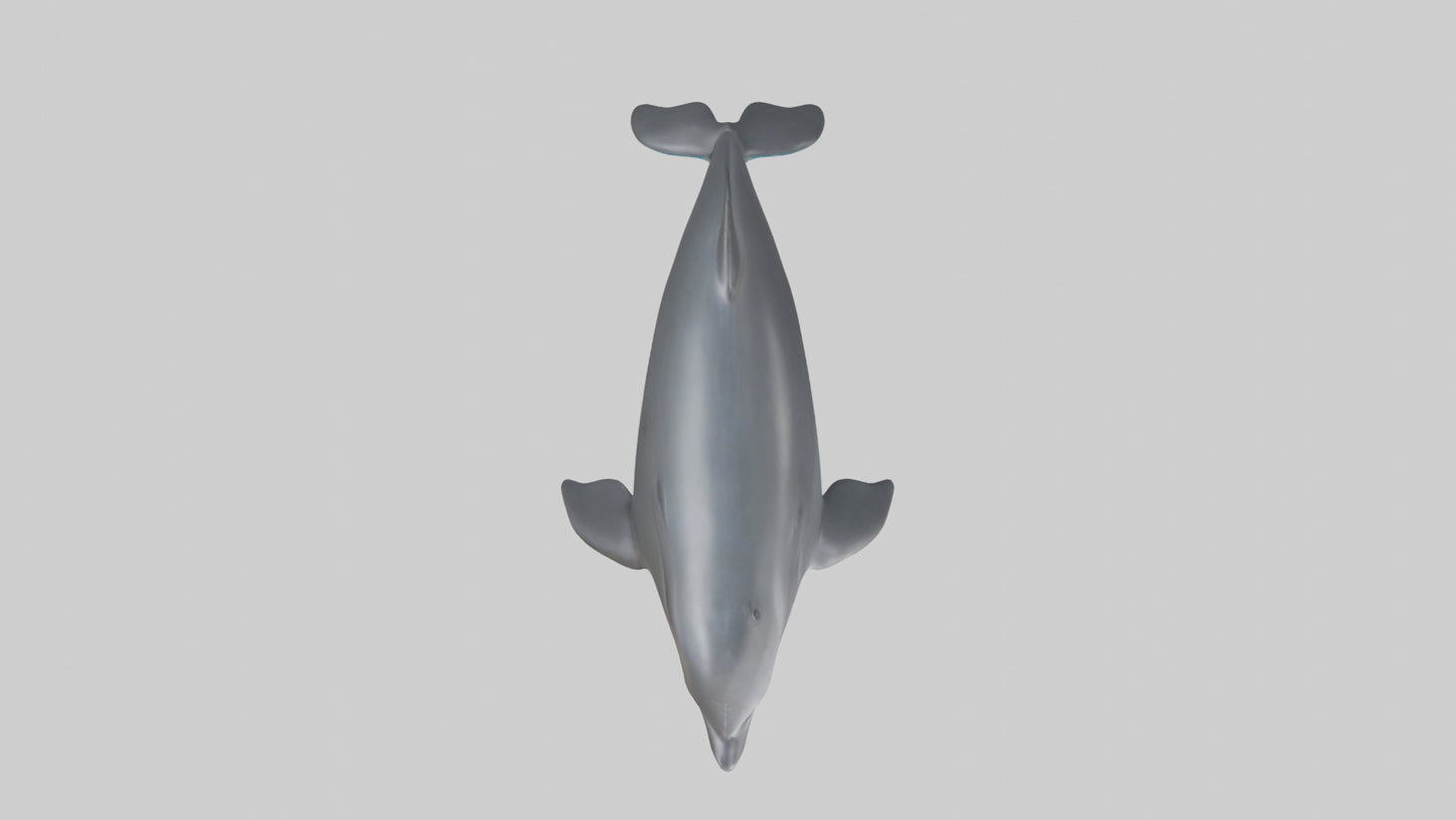 3D model Harbor Porpoise jumping model VR / AR / low-poly