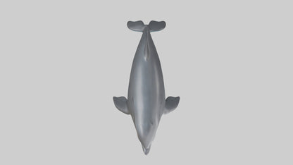 3D model Harbor Porpoise jumping model VR / AR / low-poly