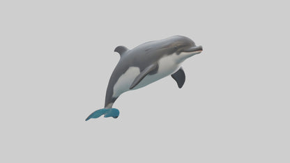 3D model Harbor Porpoise jumping model VR / AR / low-poly