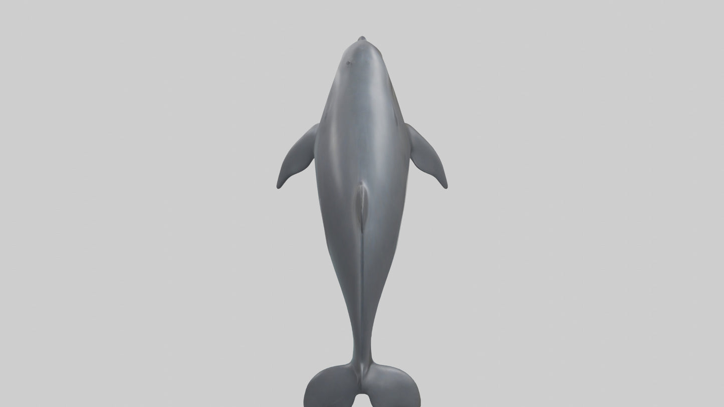 3D model Harbor Porpoise jumping model VR / AR / low-poly