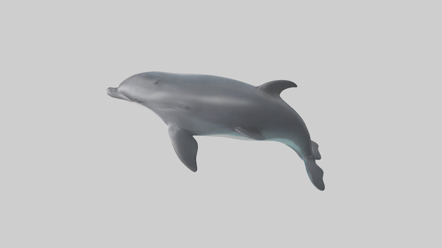 3D model Harbor Porpoise jumping model VR / AR / low-poly