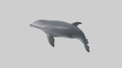 3D model Harbor Porpoise jumping model VR / AR / low-poly