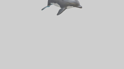 3D model Harbor Porpoise jumping model VR / AR / low-poly