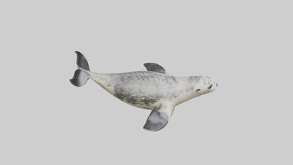 Harbor Seal diving model VR / AR / low-poly