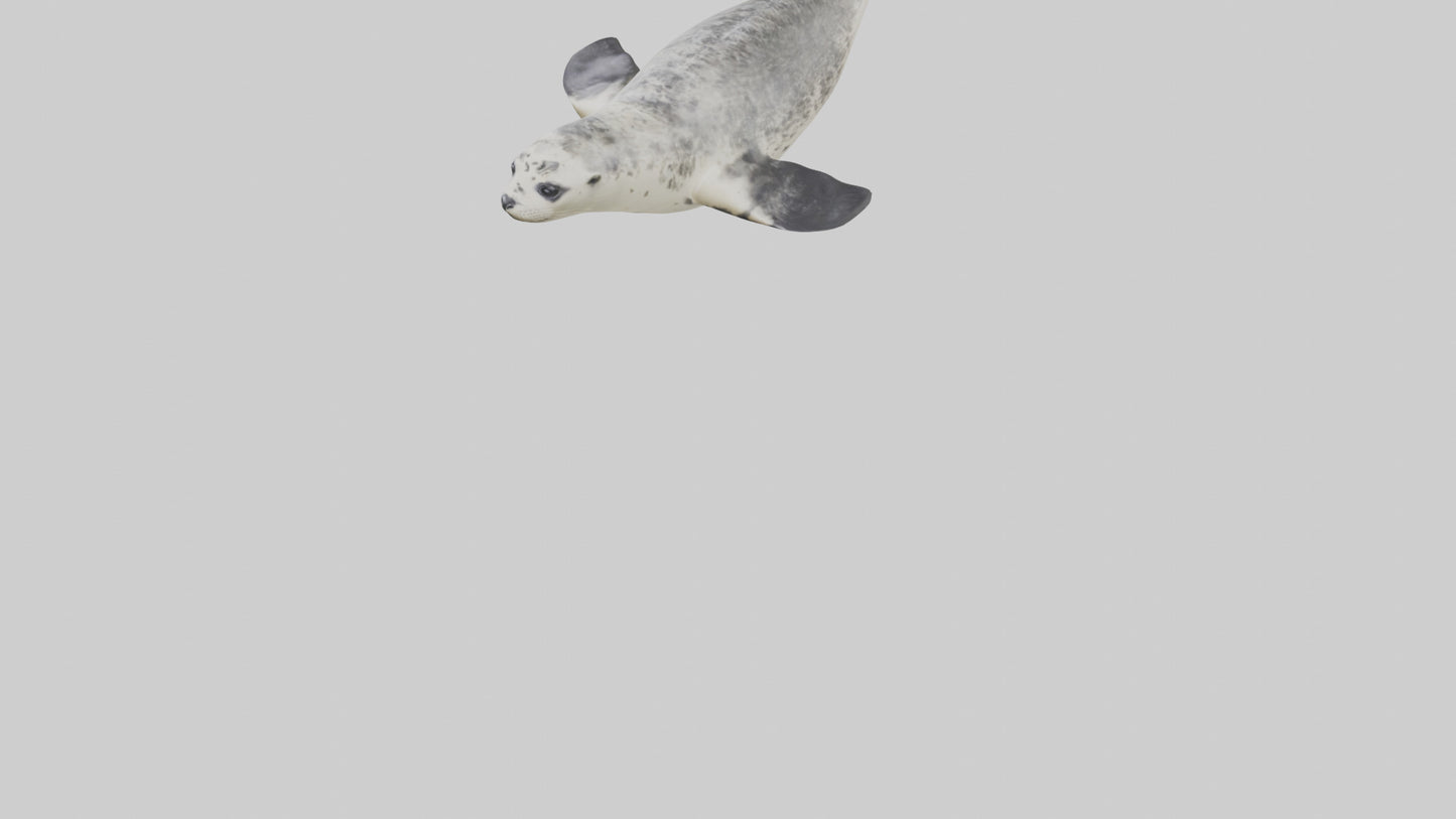 Harbor Seal diving model VR / AR / low-poly